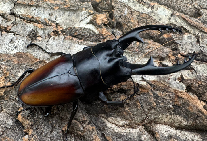 即ブリ《レニノコギリ 紋あり 68.8mm ♂単》