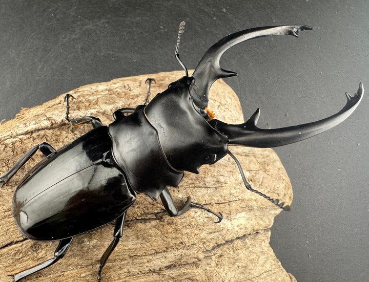 【WD】良型《インターメディアツヤクワガタ ネグロス島産 96mm ペア》