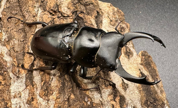 【WD】《ブラナウンコクワ 貢山産 55mm ペア》