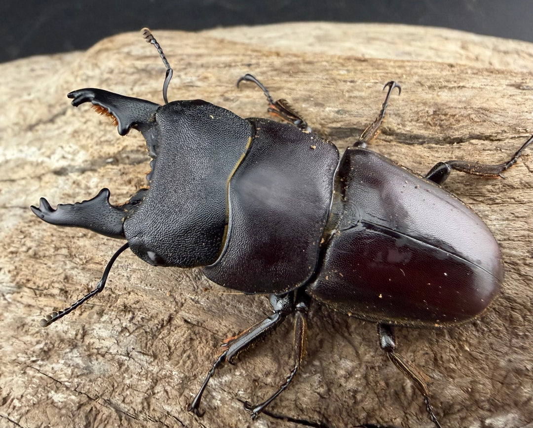 【WD】《タウルスヒラタ パラワン亜種 ロハス産 50mm ペア》