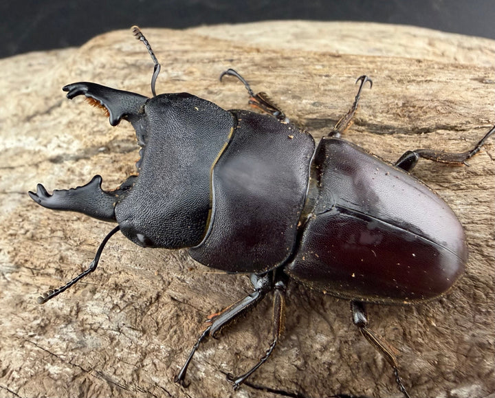 【WD】《タウルスヒラタ パラワン亜種 ロハス産 50mm ペア》