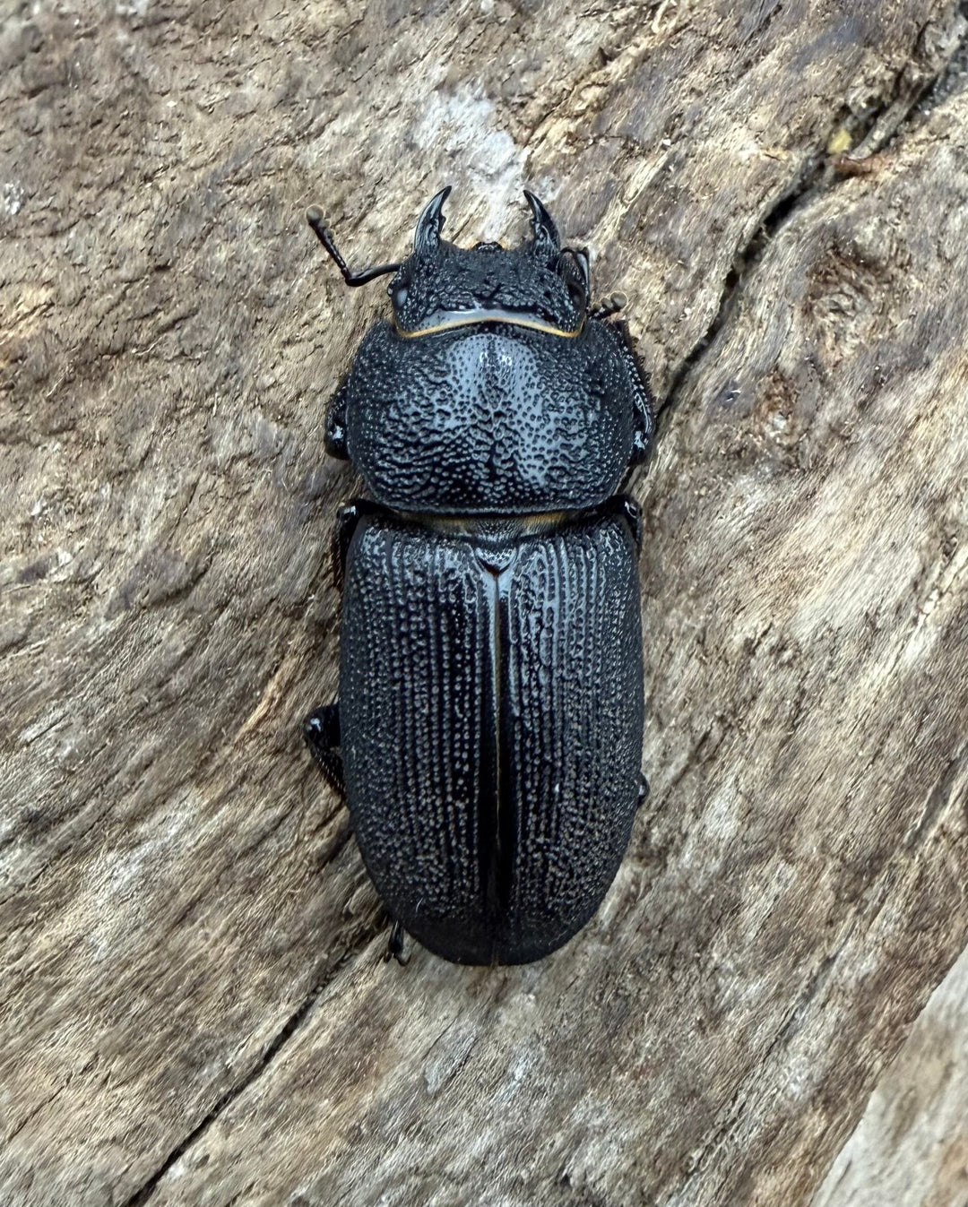【WD】《ドルクス zhouchaoi（メンシウス ssp.） 26mm ペア》