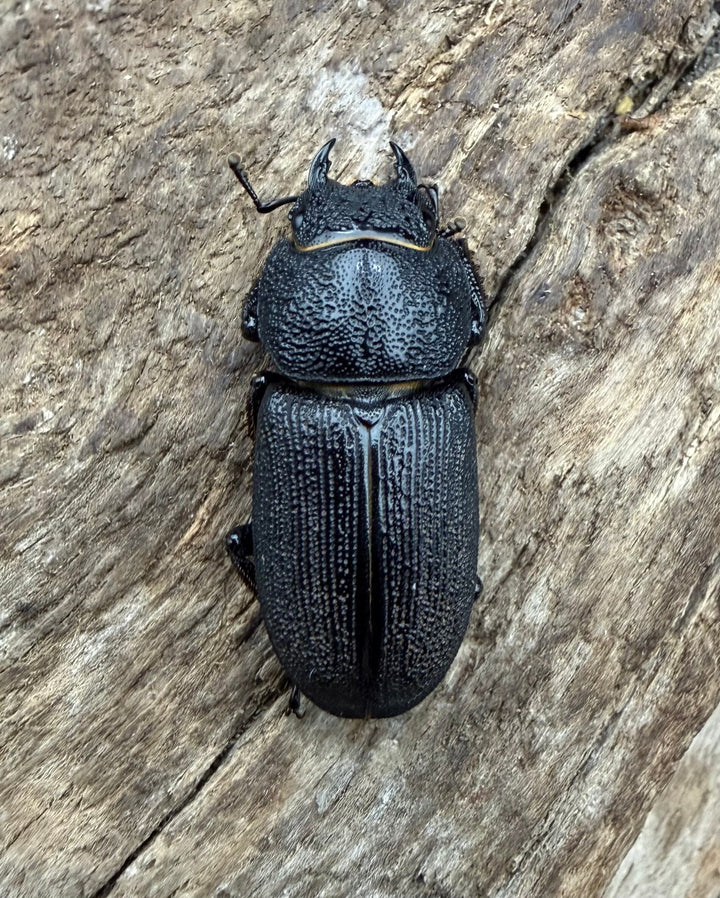 【WD】《ドルクス zhouchaoi（メンシウス ssp.） 26mm ペア》
