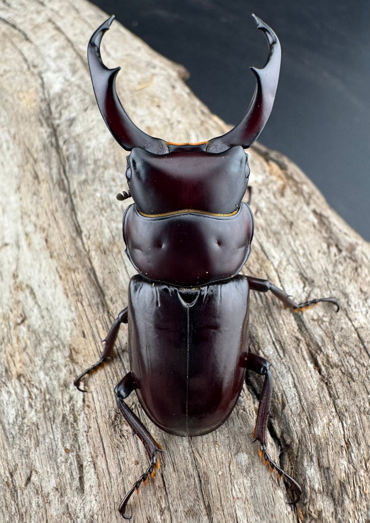 【WD】《ウォードコクワ チベット産 50mm ペア》