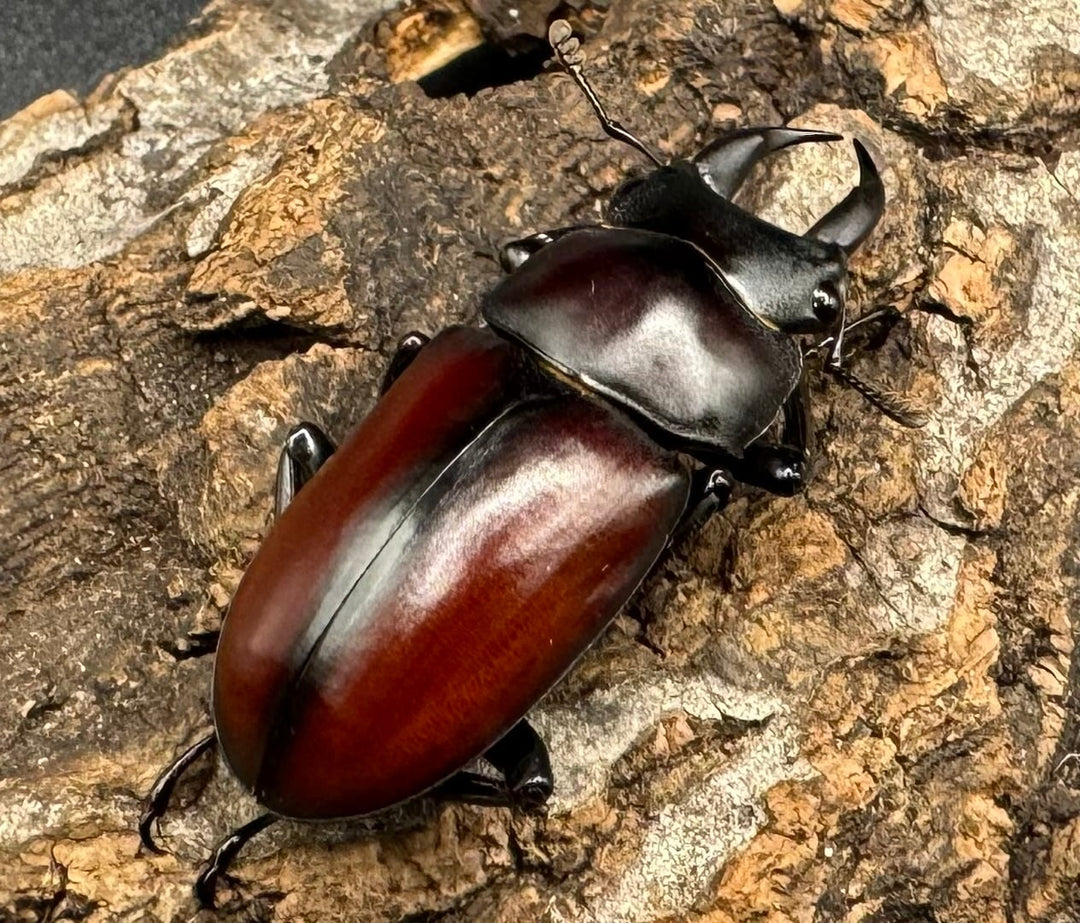 【WD】《チベット産 ドンキエルコクワ原名亜種 34mm ペア》