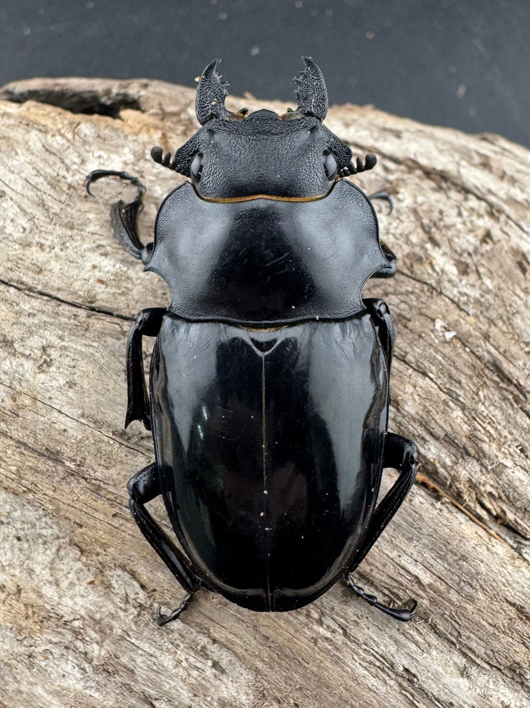 【WD】《インターメディアツヤクワガタ 48.5mm ♀単》