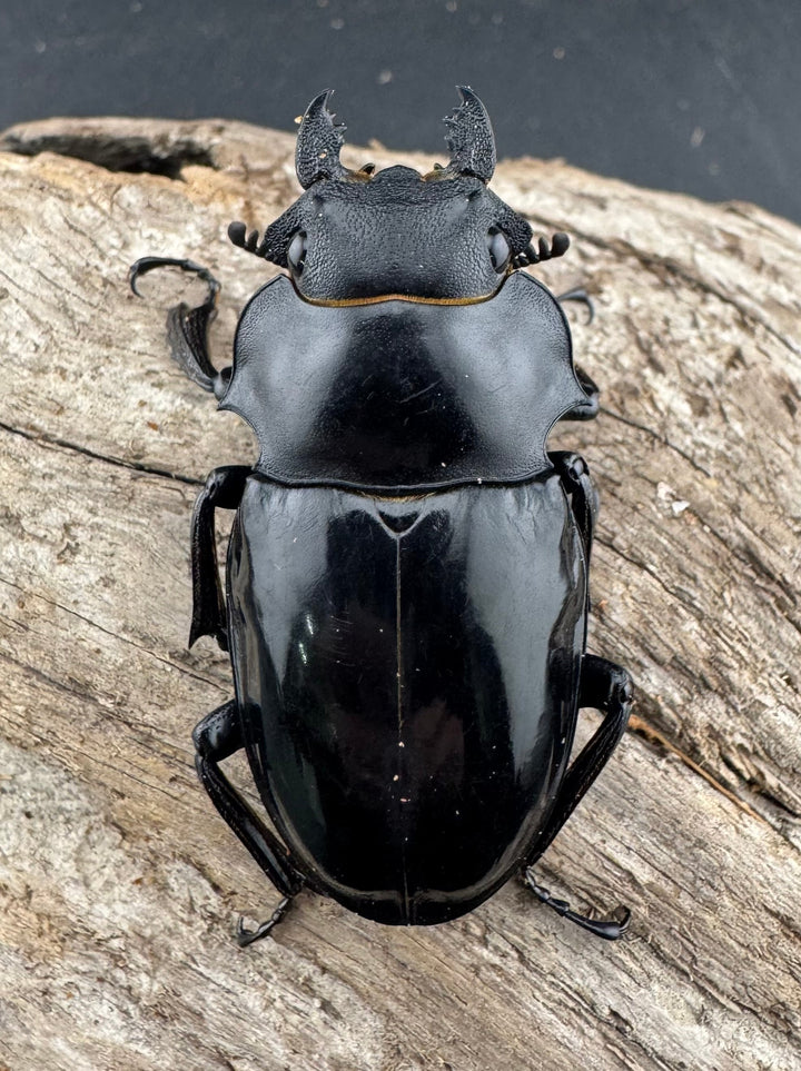 【WD】《インターメディアツヤクワガタ 48.5mm ♀単》