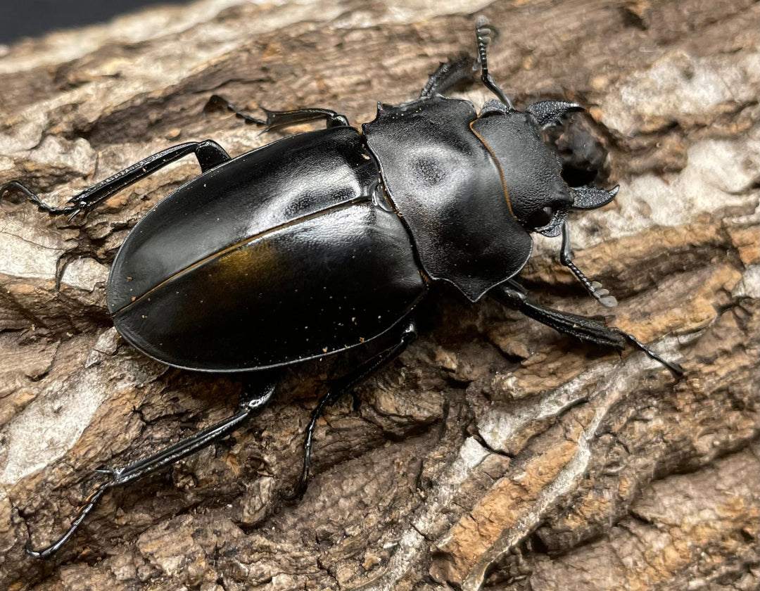 【WD】超大型大歯《アルケスツヤクワガタ 96mm ペア》