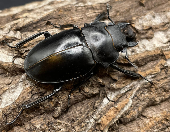 【WD】超大型大歯《アルケスツヤクワガタ 96mm ペア》