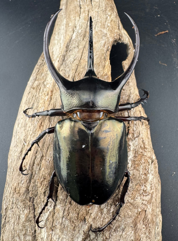 【WD】《ミンダナオアトラスオオカブト マラグサン産 92mm ペア》