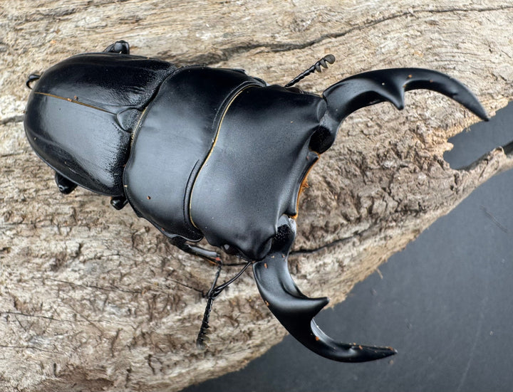 【WD】《ジャワパリーオオクワ 63mm ペア》