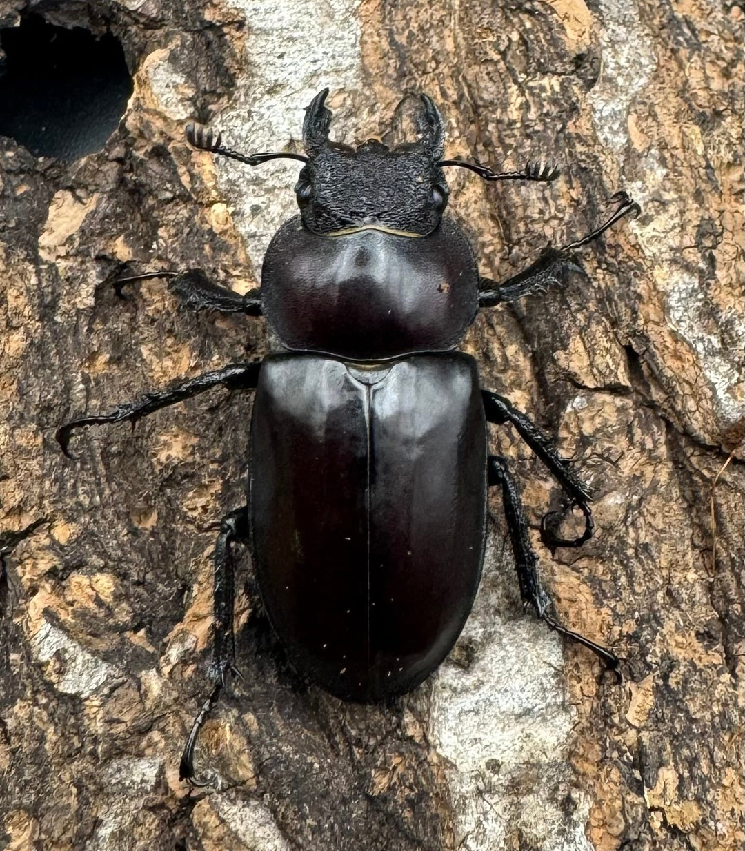 【WD】《プラネットミヤマ 74mm ペア》