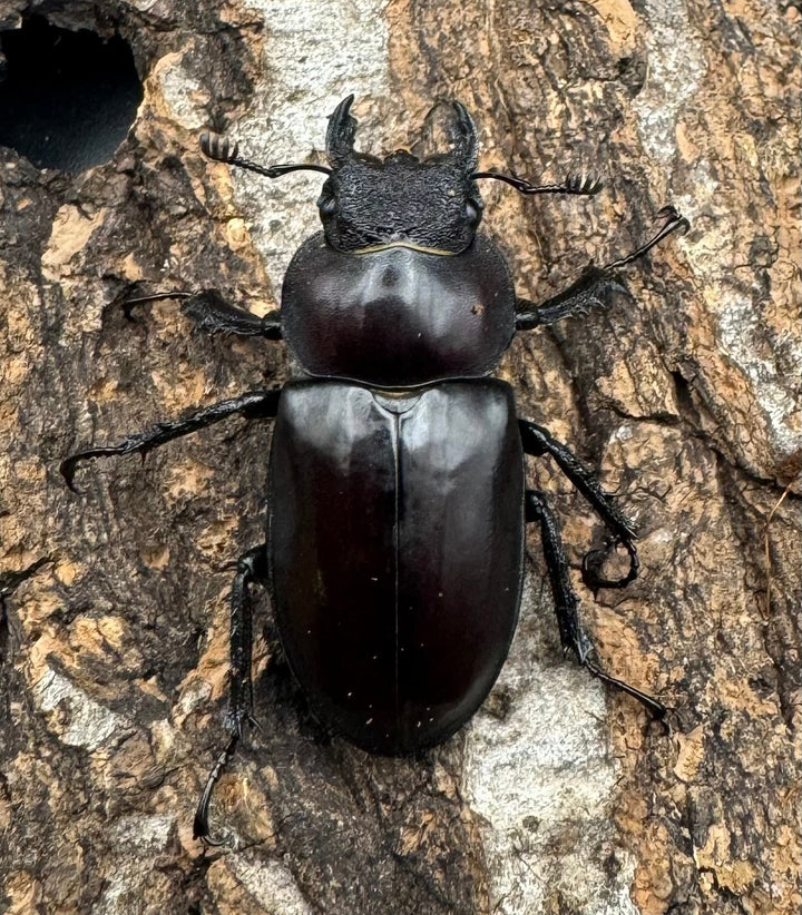 【WD】《プラネットミヤマ 74mm ペア》