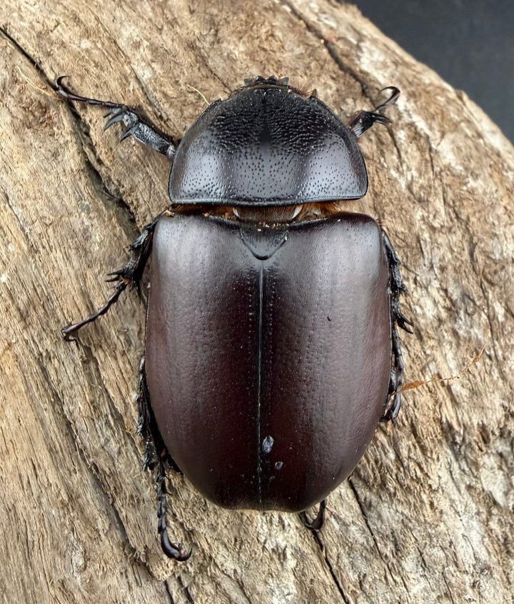 【WD】《シャムゴホンツノカブト 45mm ♀単》