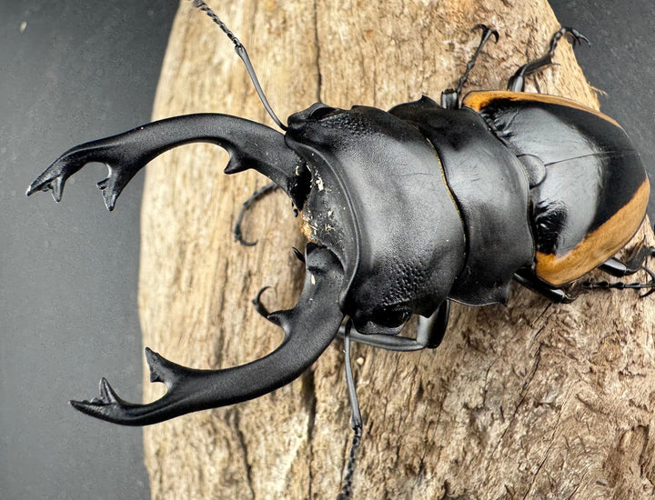 【WD】《クベラツヤ亜種sinensis バックカン産 87.5mm ペア》