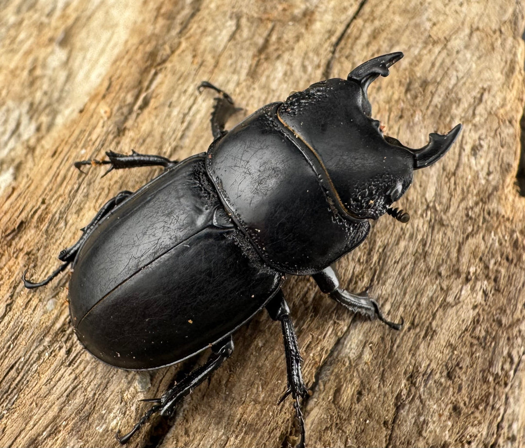 【WD】新産地《ルディテンポラリスニセヒラタ 桂林市産 31.5mm ペア》