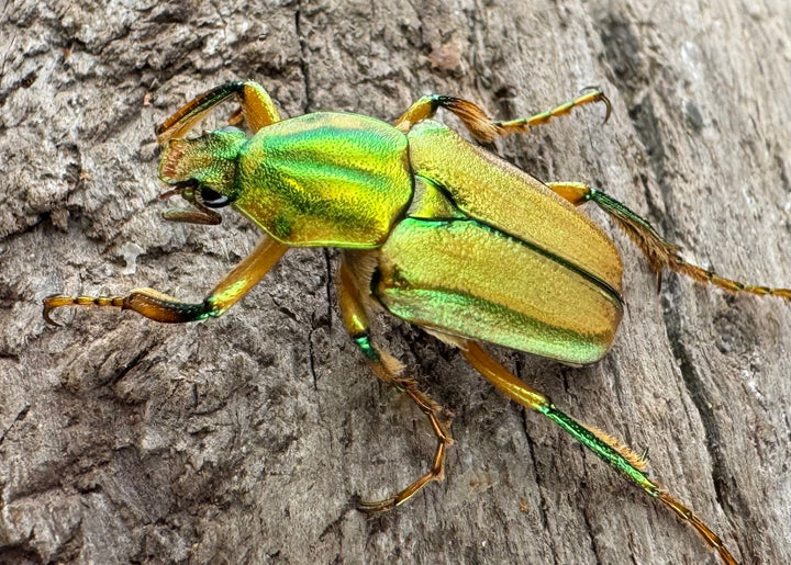 《ホソカブトハナムグリ ペア》①