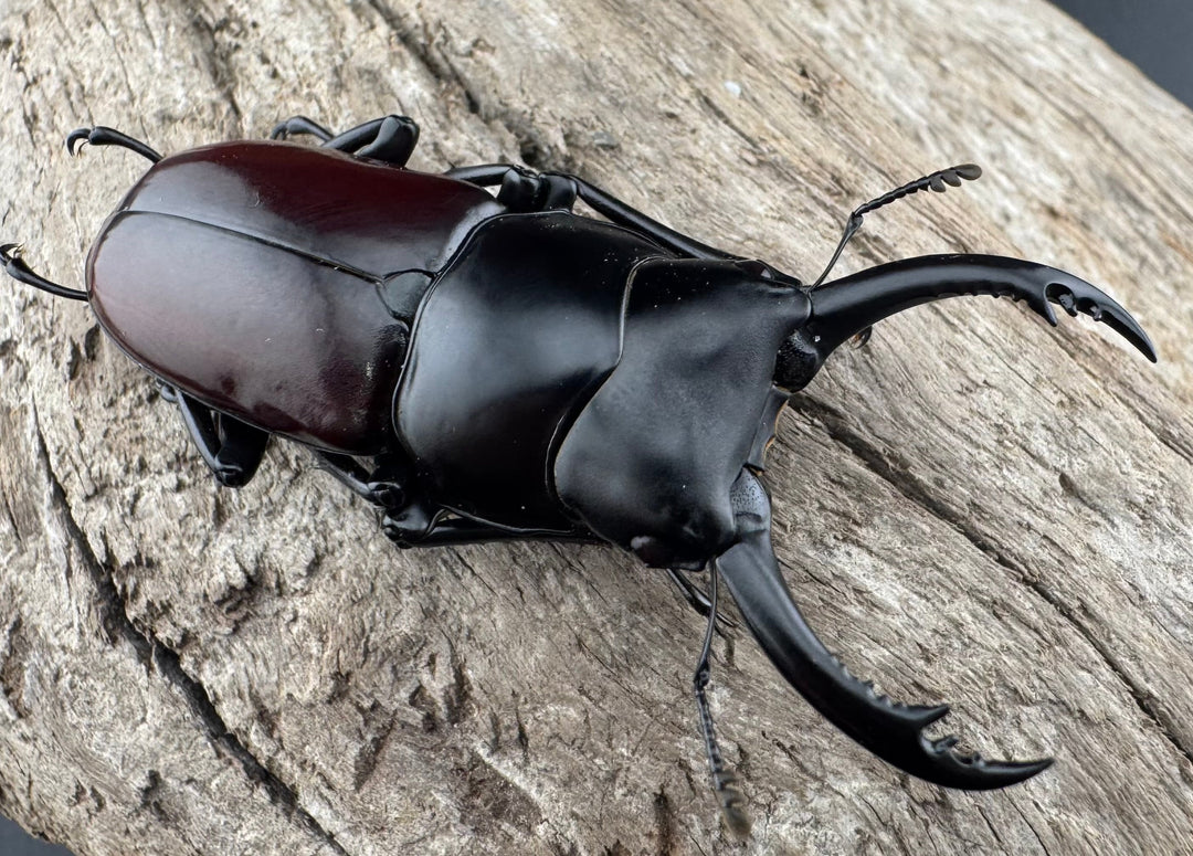 【WD】《アローコクワ原名亜種 臨滄市産 56mm ペア》