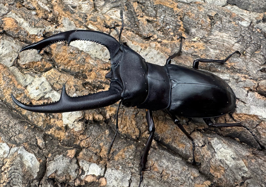 【WD】《マンディブラリスフタマタ 93.5mm ペア》