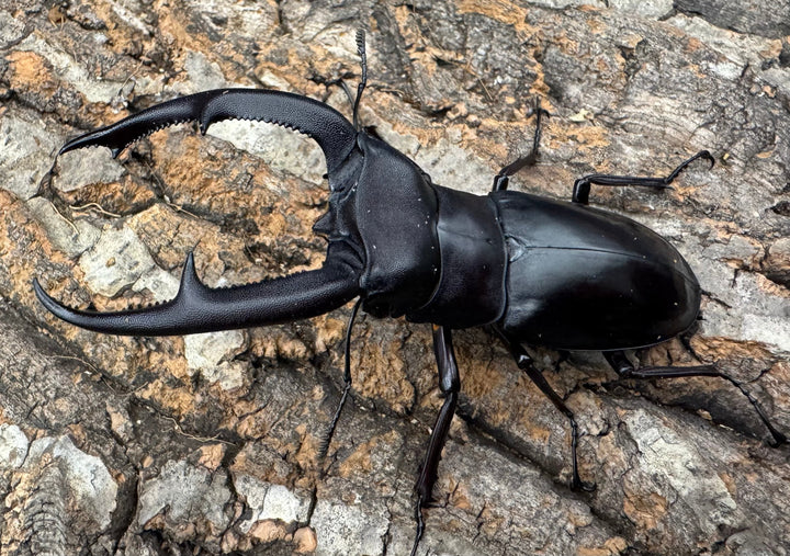 【WD】《マンディブラリスフタマタ 93.5mm ペア》