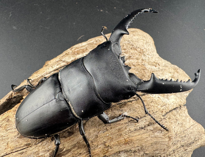 【WD】《パラワンオオヒラタ ガントン産 86mm ペア》