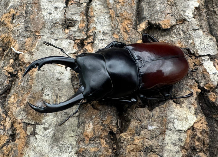 【WF2】《アローコクワ亜種ノブヒロイ 58mm ♂♀♀トリオ》