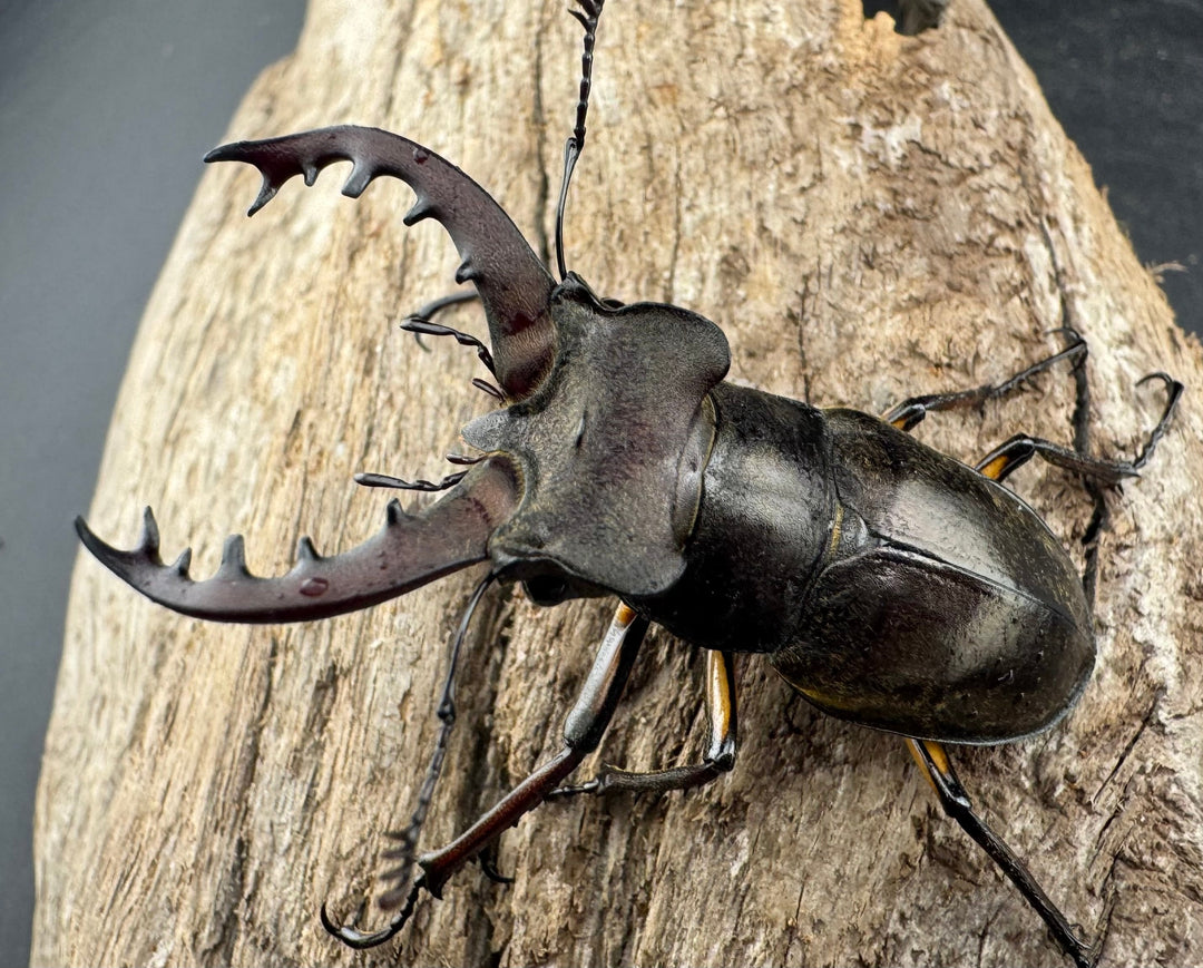 【WD】《ミヤマクワガタ 山形県産 50mmUP ペア》