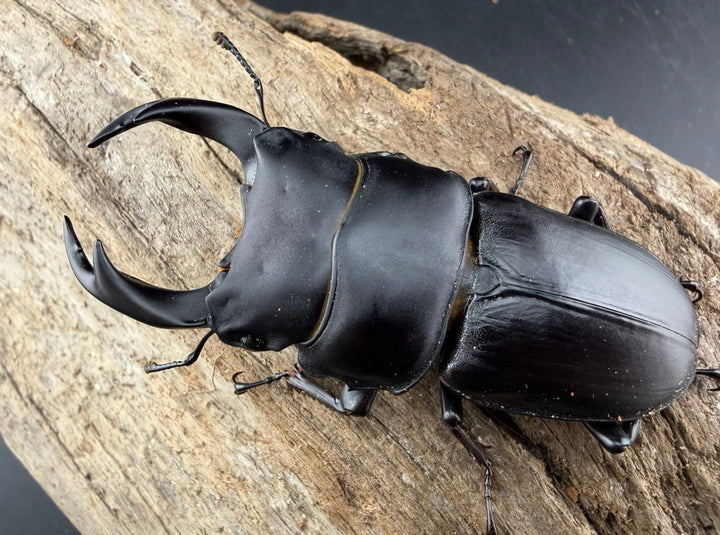 【F0】《国産オオクワガタ 茨木市産 64.5mm ♂♀♀トリオ》