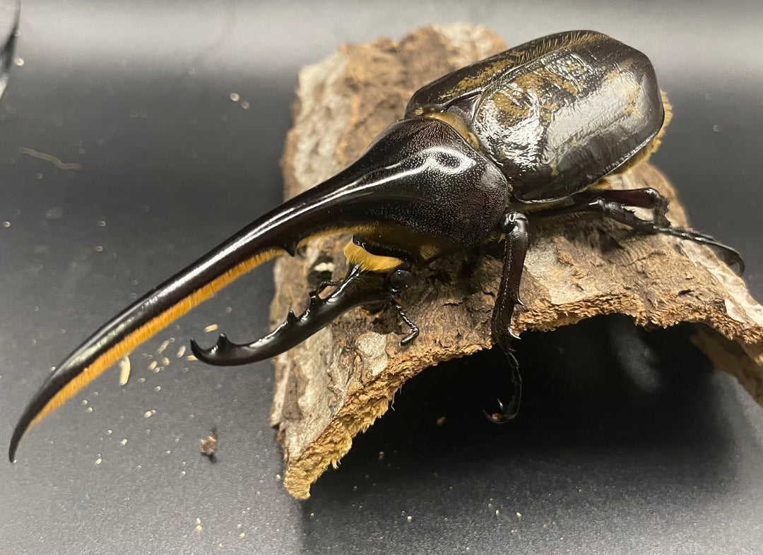 《ヘラクレス・ヘラクレス 126mm ペア》