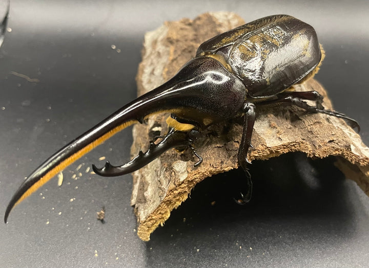 《ヘラクレス・ヘラクレス 126mm ペア》