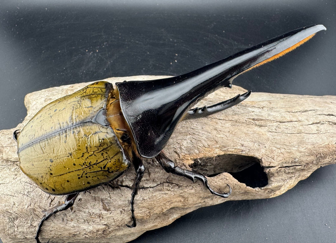 《ヘラクレス・ヘラクレス 143.5mm ペア》