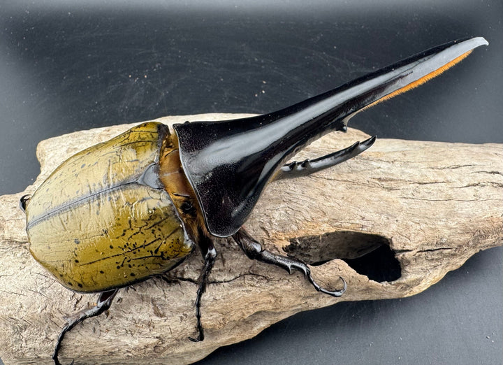 《ヘラクレス・ヘラクレス 143.5mm ペア》