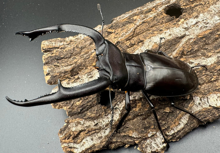 【WD】《マンディブラリスフタマタ 98mm ペア》