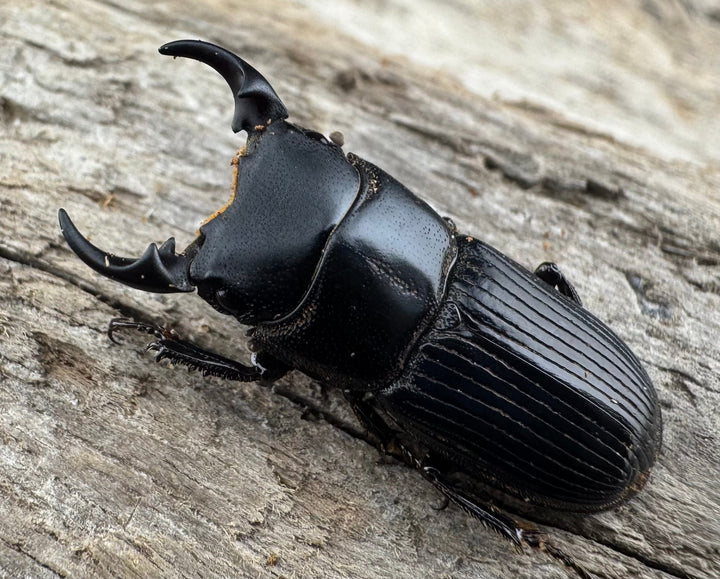 【WD】《ラエビコリスネブトクワガタ 21.5mm ペア》