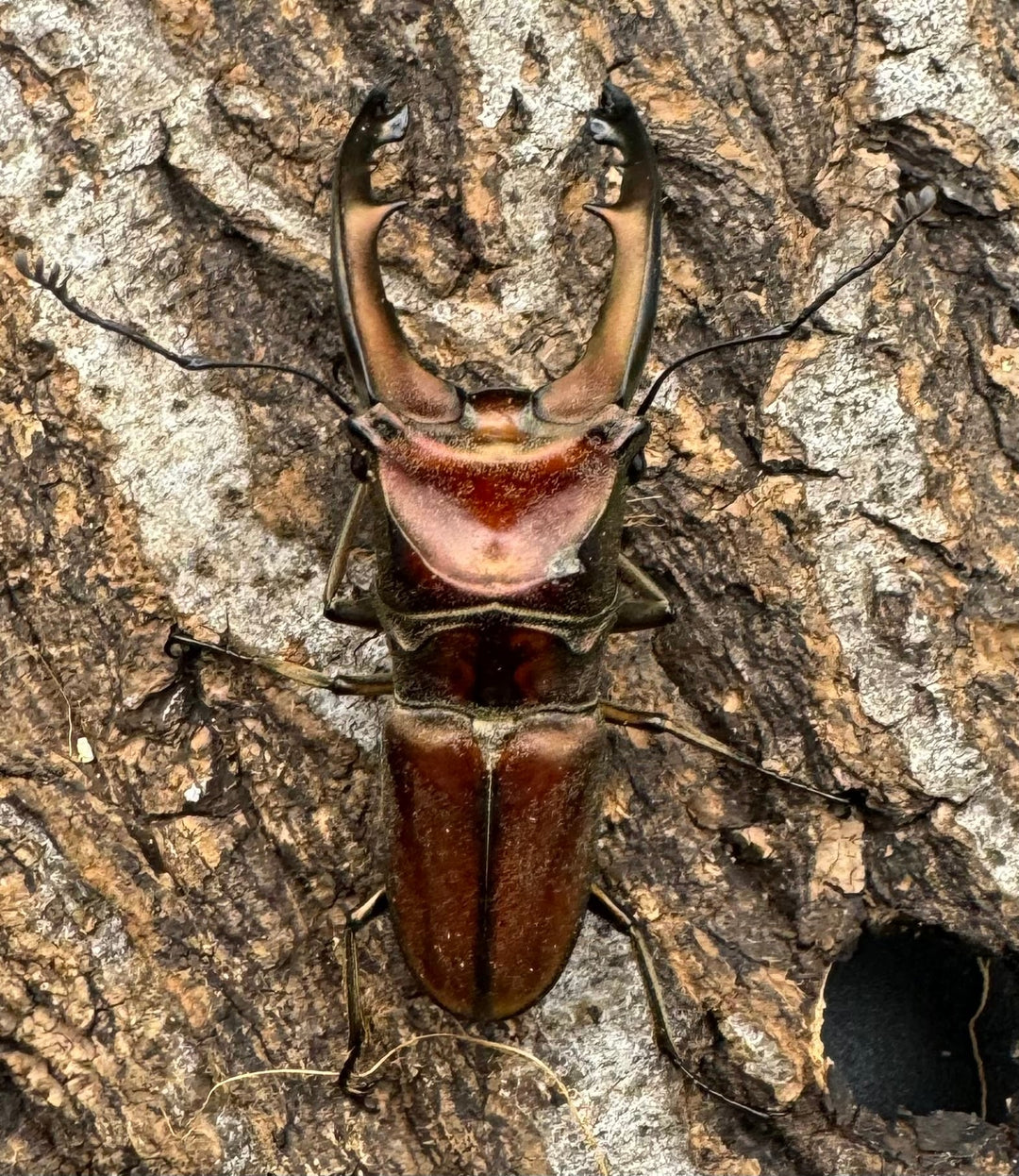 【WD】《ズベールホソアカ ミンダナオ産 52mm ペア》