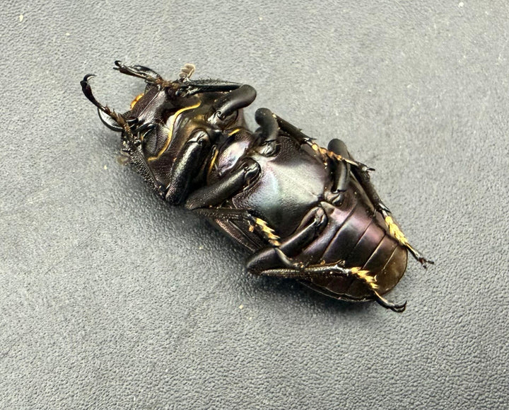 《メタリフェルホソアカ亜種フィナエ パープル系 71.5mm ペア》