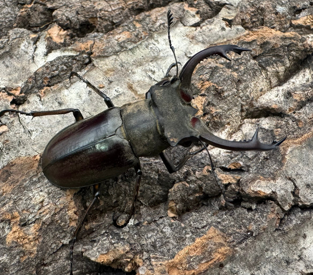 【WD】《クラーツミヤマ原名亜種 48mm ペア》