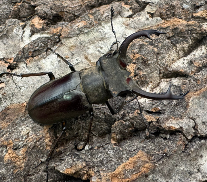 【WD】《クラーツミヤマ原名亜種 48mm ペア》