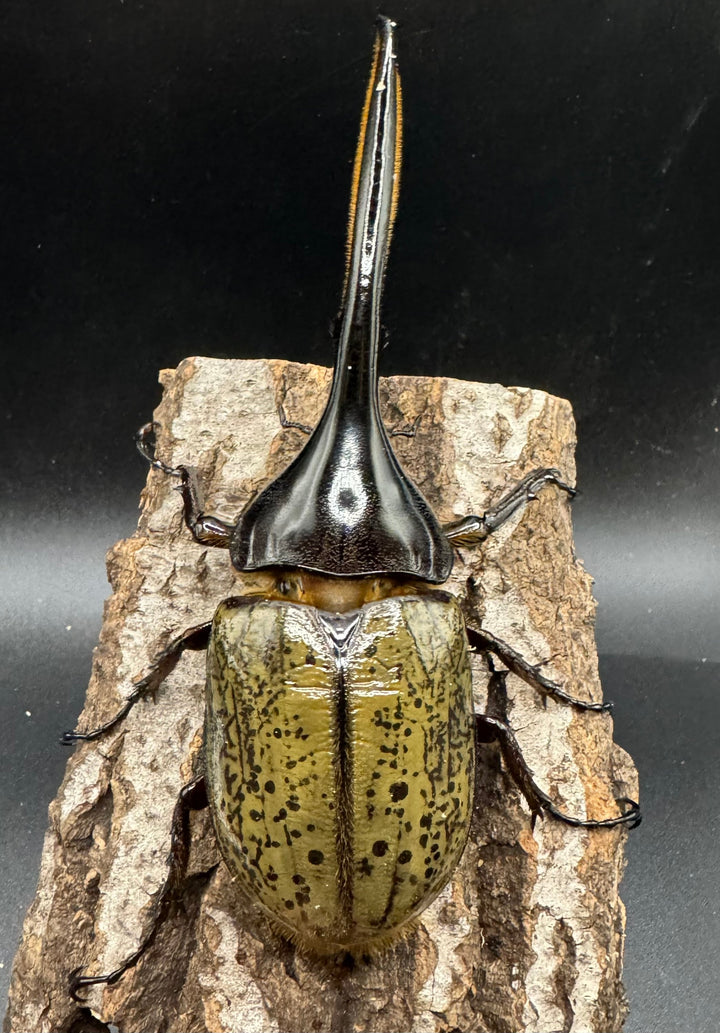 《ヘラクレス・ヘラクレス 126mm ペア》