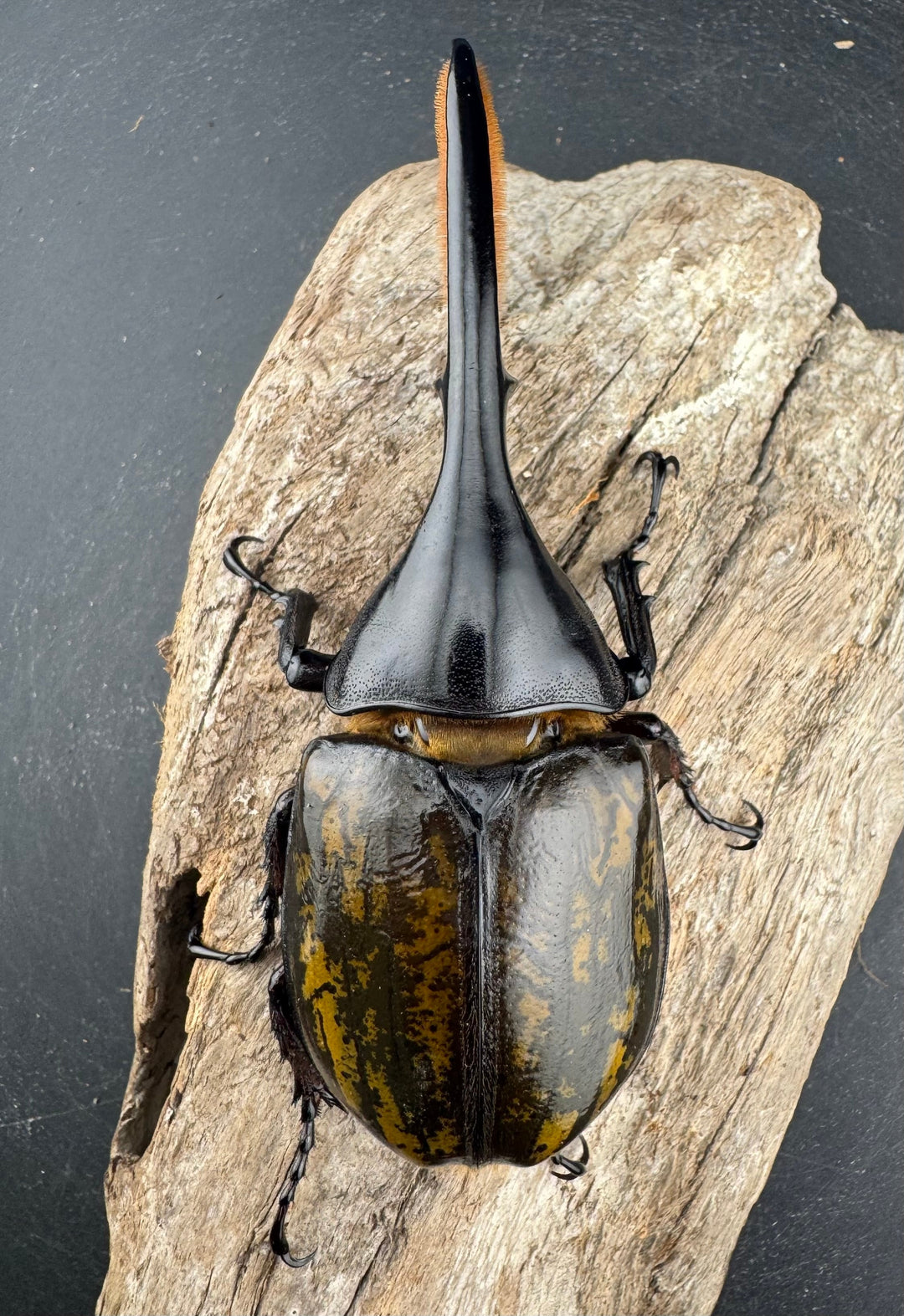 《 ヘラクレス・モリシマイ 煌血統アウトライン 117mm ♂単》inohiro109氏ブリード個体