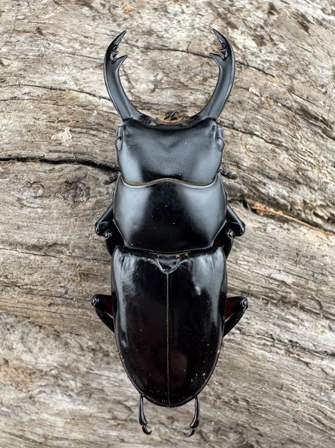 【WD】《アカアシクワガタ亜種miyamai 47mm ペア》