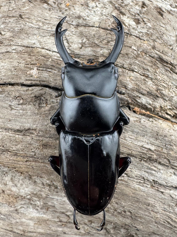 【WD】《アカアシクワガタ亜種miyamai 47mm ペア》