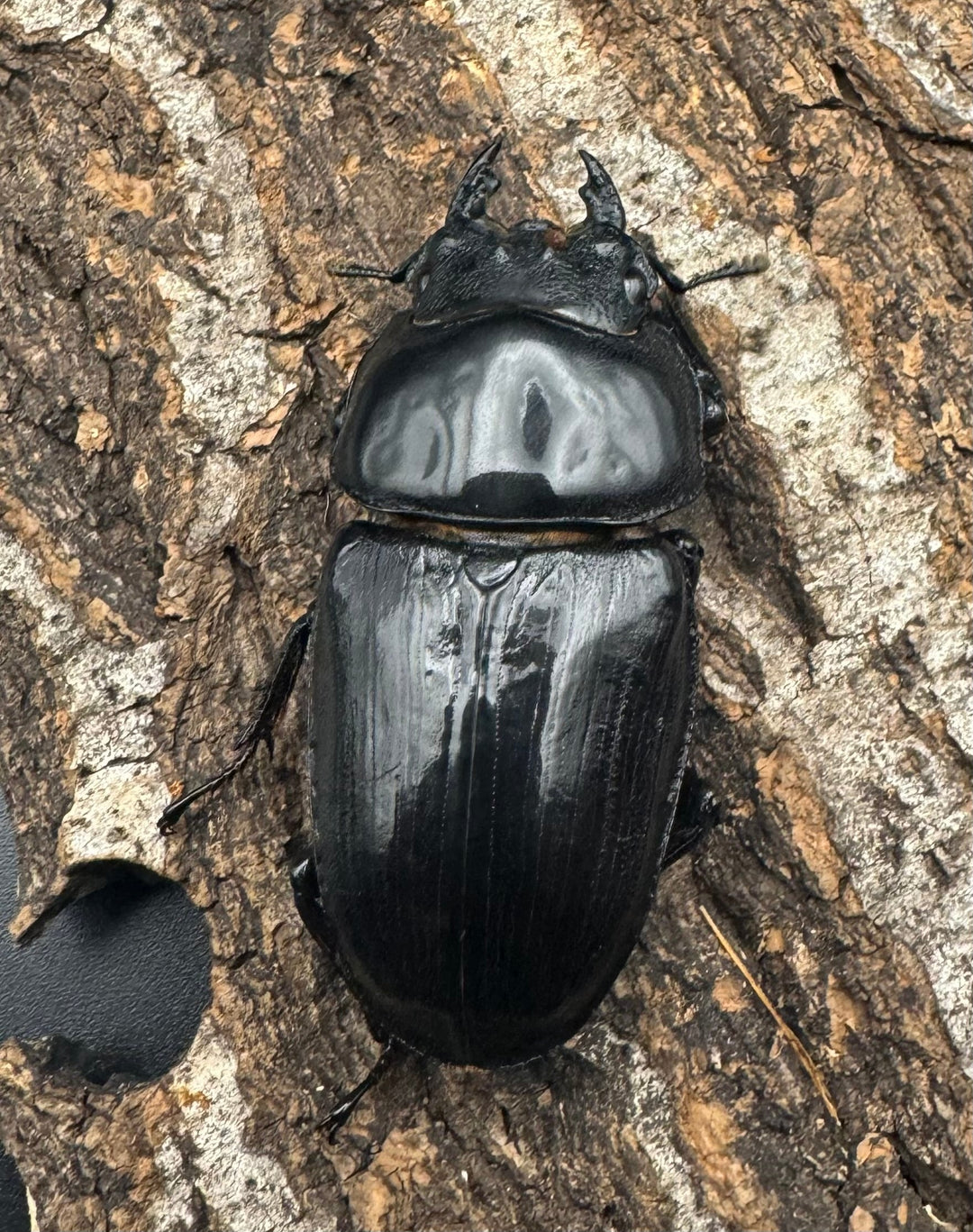 《オオクワガタ TT川西血統 82mm ペア》ヒート氏ブリード個体