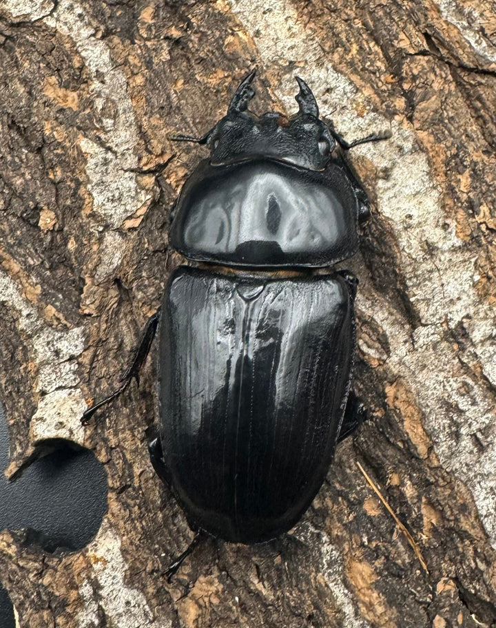 《オオクワガタ TT川西血統 82mm ペア》ヒート氏ブリード個体