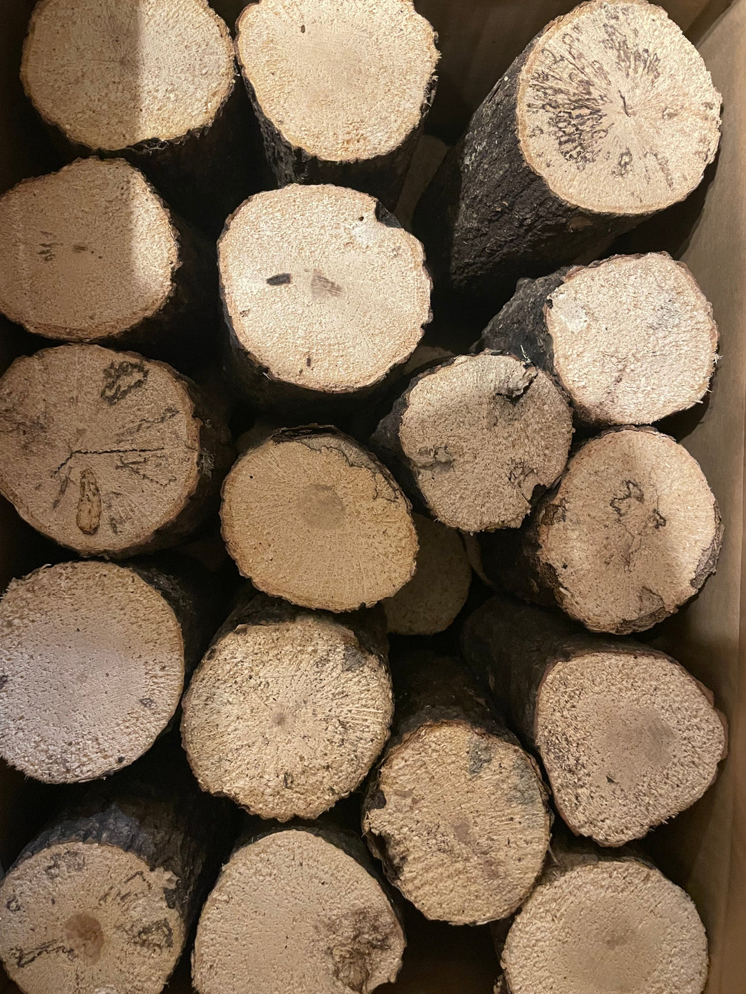 【3年物】産卵木 ドルクス向き硬め材 Mサイズ 1本