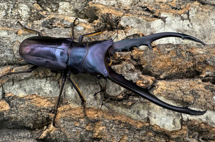 【美麗】即ブリ《メタリフェルホソアカ 69mm ペア》わたくわ氏ブリード個体