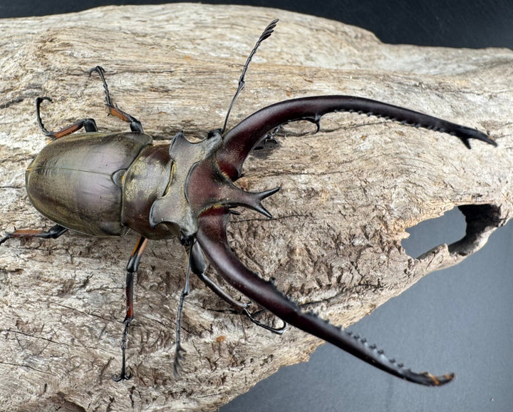 【WD】《プラネットミヤマクワガタ 76mm ペア》