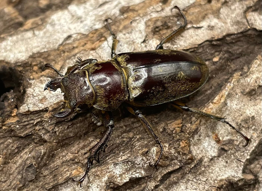 【WD】超貴重《デランミヤマクワガタ原名亜種 38mm ペア》