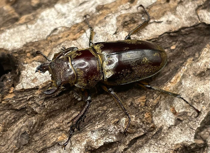 【WD】超貴重《デランミヤマクワガタ原名亜種 38mm ペア》