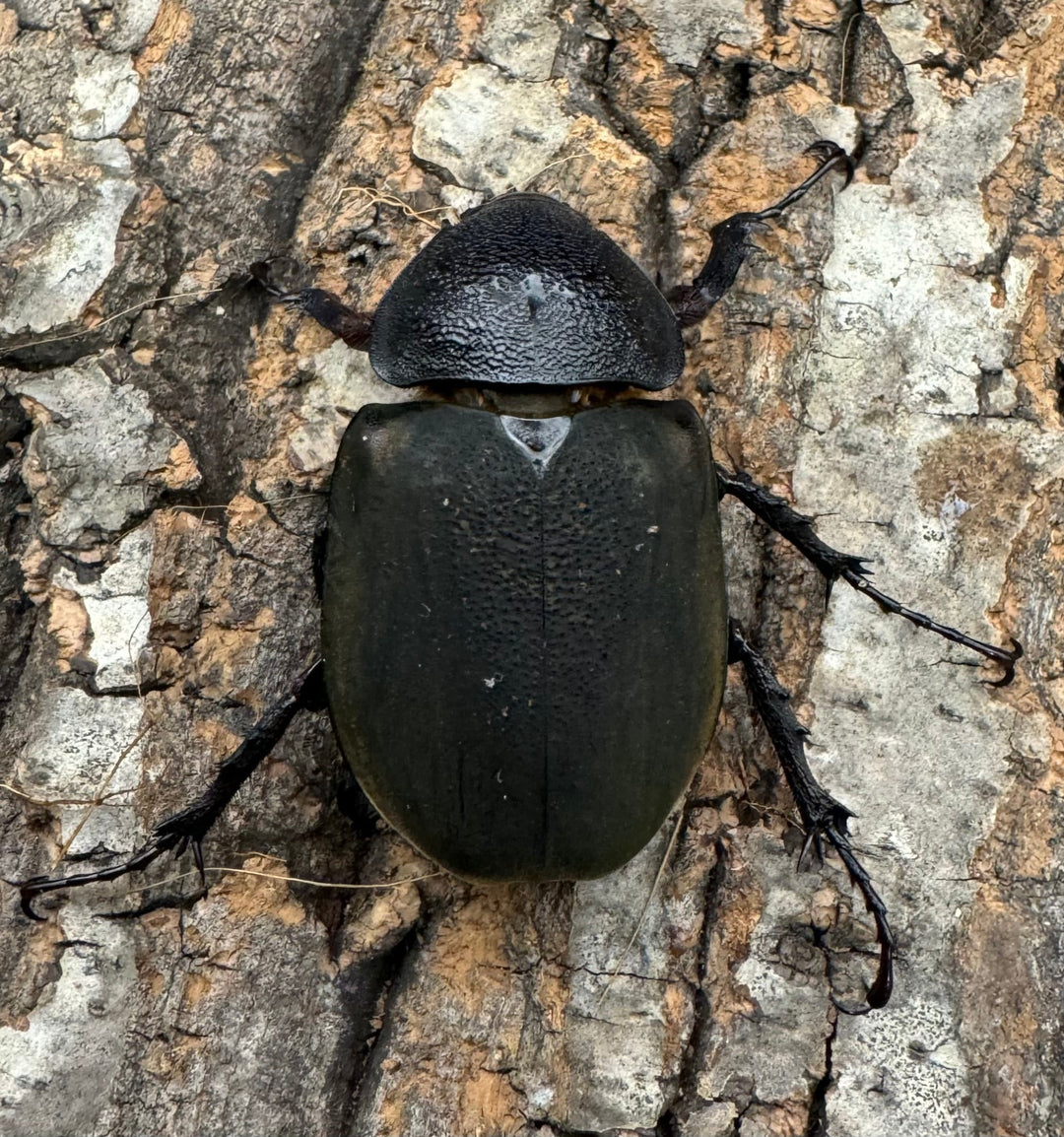 【WD】特別特価《ミンダナオアトラスオオカブト 90mmUP ペア》